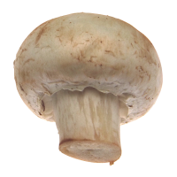 chestnut mushroom